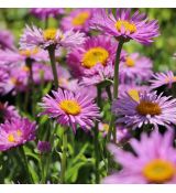 Aster alpinus ´Happy End´