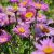 Aster alpinus ´Happy End´