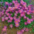 Aster alpinus ´Happy End´