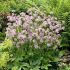 Astrantia major ´Buckland´