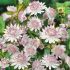 Astrantia major ´Buckland´