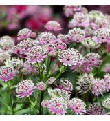 Astrantia major ´Buckland´