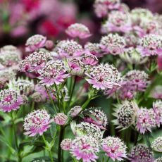 Astrantia major ´Buckland´