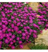 Delosperma cooperi