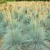 Festuca glauca 'Elijah Blue'