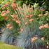 Festuca glauca 'Elijah Blue'