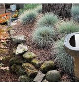 Festuca glauca 'Elijah Blue'