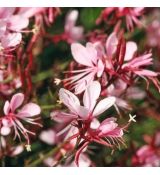 Gaura lindheimeri ´Graceful Light Pink´