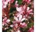 Gaura lindheimeri ´Graceful Light Pink´ 9x9 / 0,5L