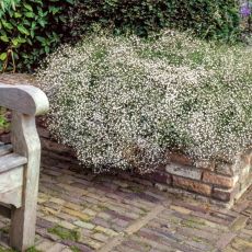 Gypsophila paniculata