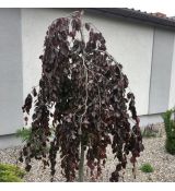 Fagus sylvatica ´Purpurea Pendula´