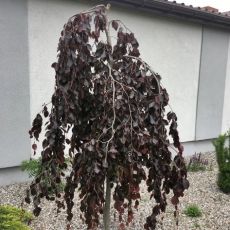 Fagus sylvatica ´Purpurea Pendula´