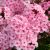 Phlox paniculata ´Herbstwalzer´