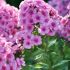 Phlox paniculata ´Herbstwalzer´