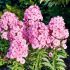 Phlox paniculata ´Herbstwalzer´