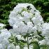 Phlox paniculata ´Early White´