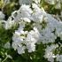 Phlox paniculata ´Early White´