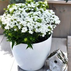 Phlox paniculata ´Early White´