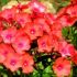 Phlox paniculata ´Orange Perfection´