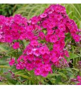 Phlox paniculata ´Tenor´