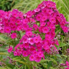 Phlox paniculata ´Tenor´