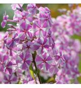 Phlox maculata ´Natascha´