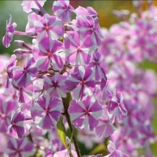 Phlox maculata ´Natascha´