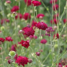 Knautia macedonica ´Mars Midget´