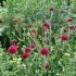 Knautia macedonica ´Mars Midget´