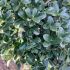 Ilex crenata ´Kinme´ na kmienku