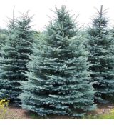 Picea pungens ´Kaibab´