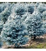 Picea pungens ´Majestic Blue´