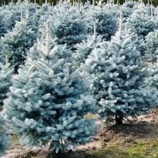 Picea pungens ´Majestic Blue´ | eFlora.sk