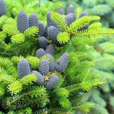 Abies Koreana