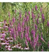 Lythrum salicaria ´Zigeuner Blut´