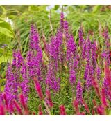 Lythrum salicaria ´Dropmore Scarlet´