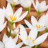 Zephyranthes candida