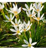 Zephyranthes candida