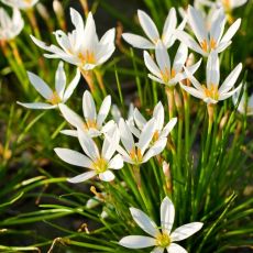 Zephyranthes candida