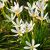 Zephyranthes candida