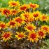 Heliopsis helianthoides ´Burning Hearts´