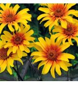 Heliopsis helianthoides ´Burning Hearts´