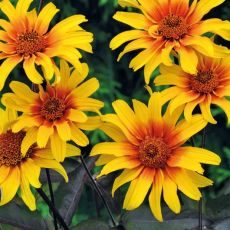 Heliopsis helianthoides ´Burning Hearts´