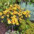 Heliopsis helianthoides ´Burning Hearts´