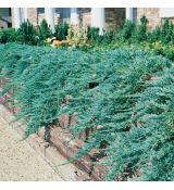 Juniperus hor. ´Wiltonii´