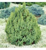 Juniperus pingii ´Loderii´