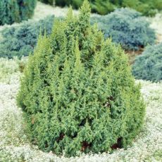 Juniperus pingii ´Loderii´