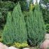 Juniperus pingii ´Loderii´