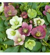 Helleborus orientalis ´Mix´