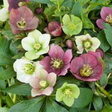 Helleborus orientalis ´Mix´